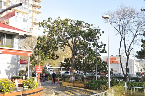 ZEKİ MÜREN`İN MANOLYA`SI İÇİN OTOPARK KÜÇÜLTÜLDÜ