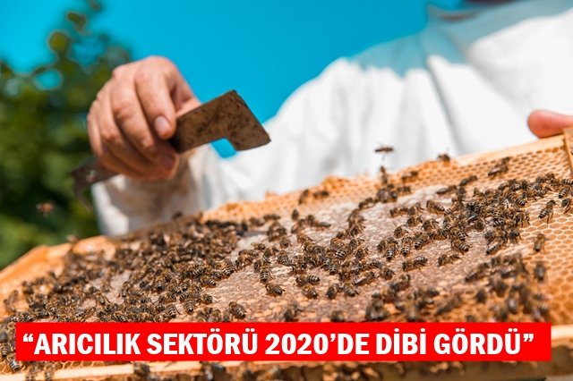 ?ARICILIK SEKTÖRÜ 2020?DE DİBİ GÖRDÜ?